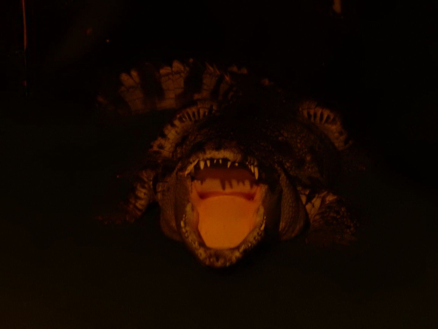 9/8/2021 - Scary Sight!