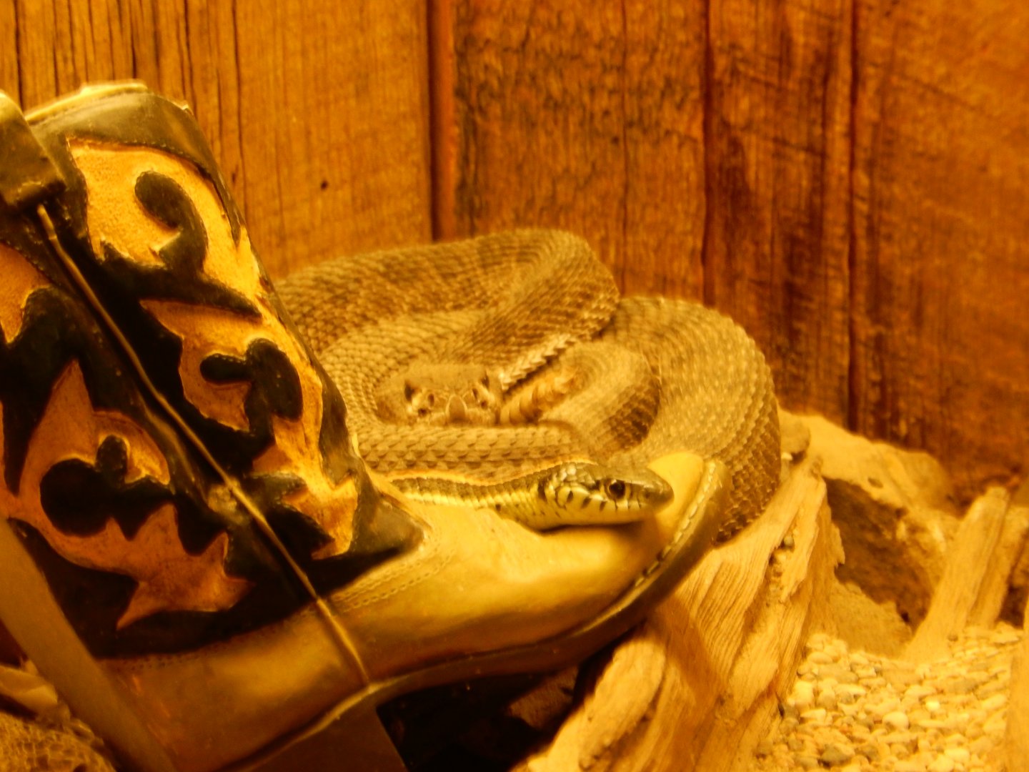 9/8/2021 - Snake Species?