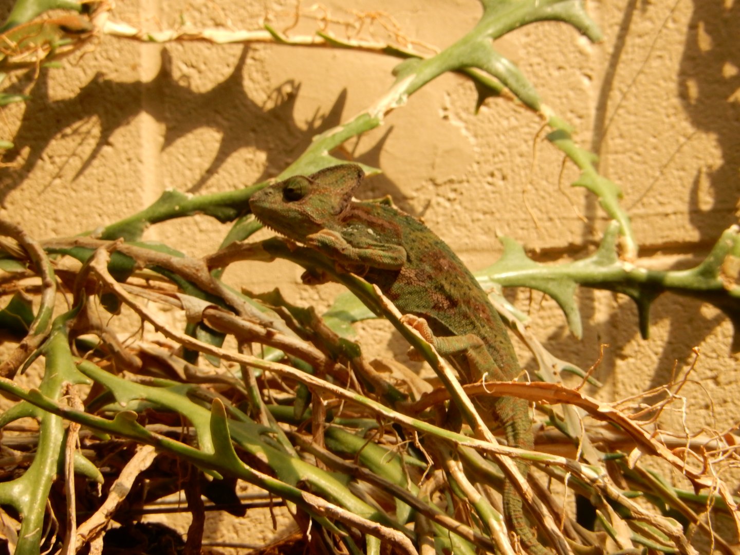 9/8/2021 - Veiled Chameleon