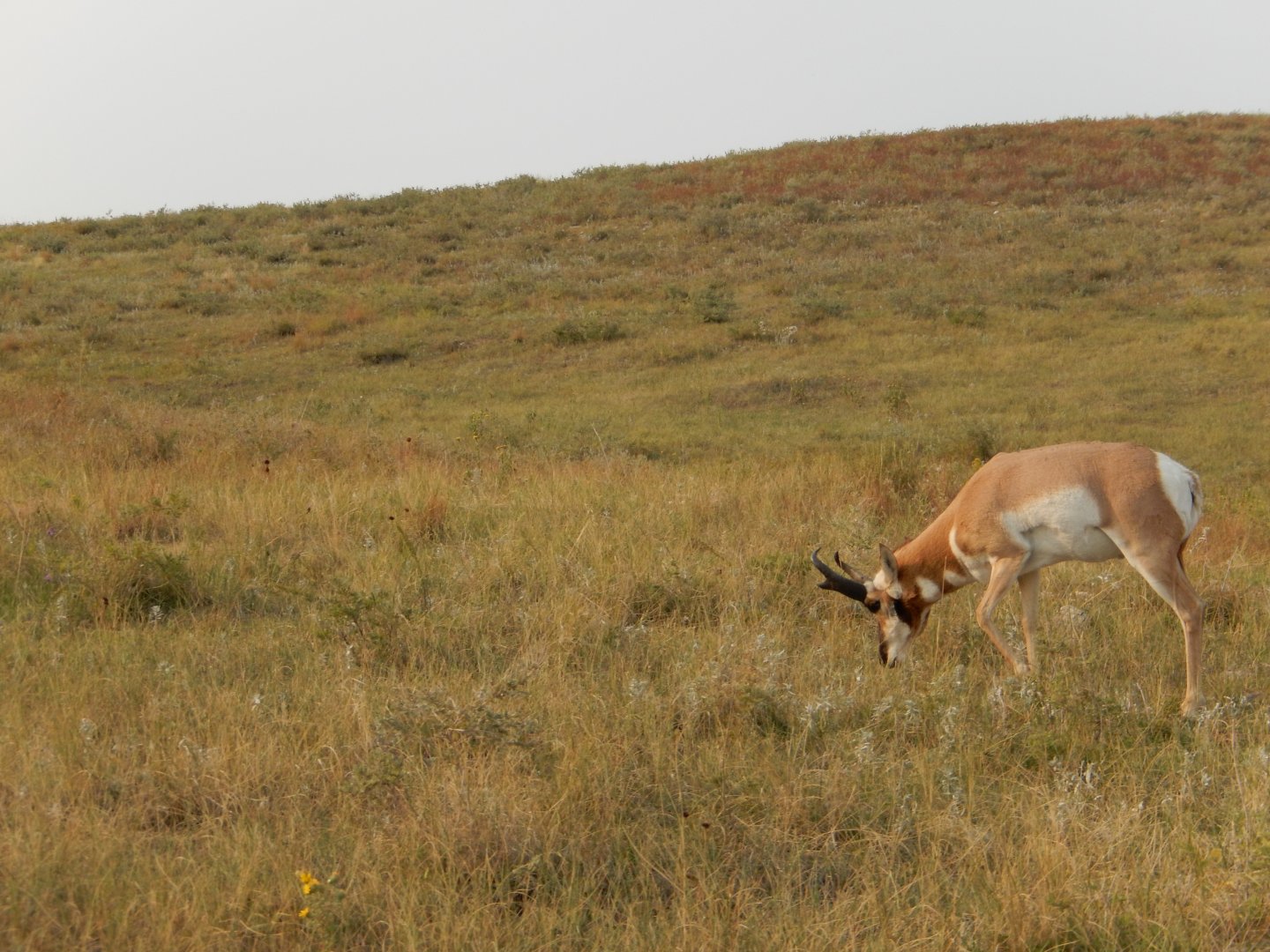 9/9/2021 - Alone on the Prairie