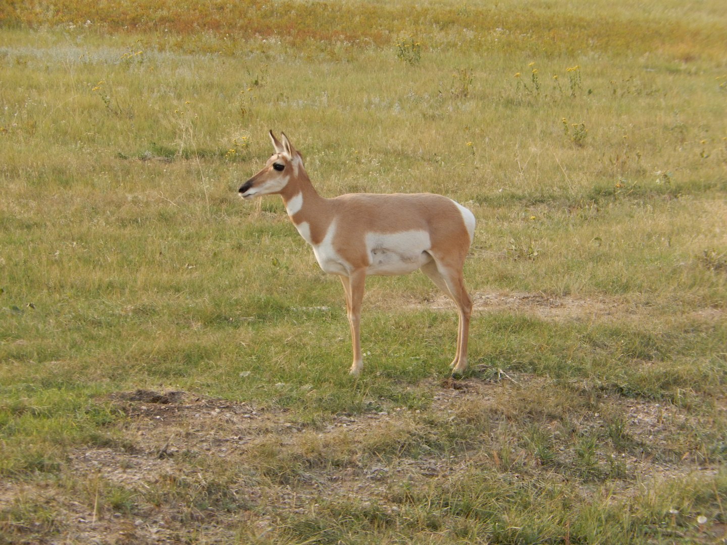 9/9/2021 - Female Pronghorn
