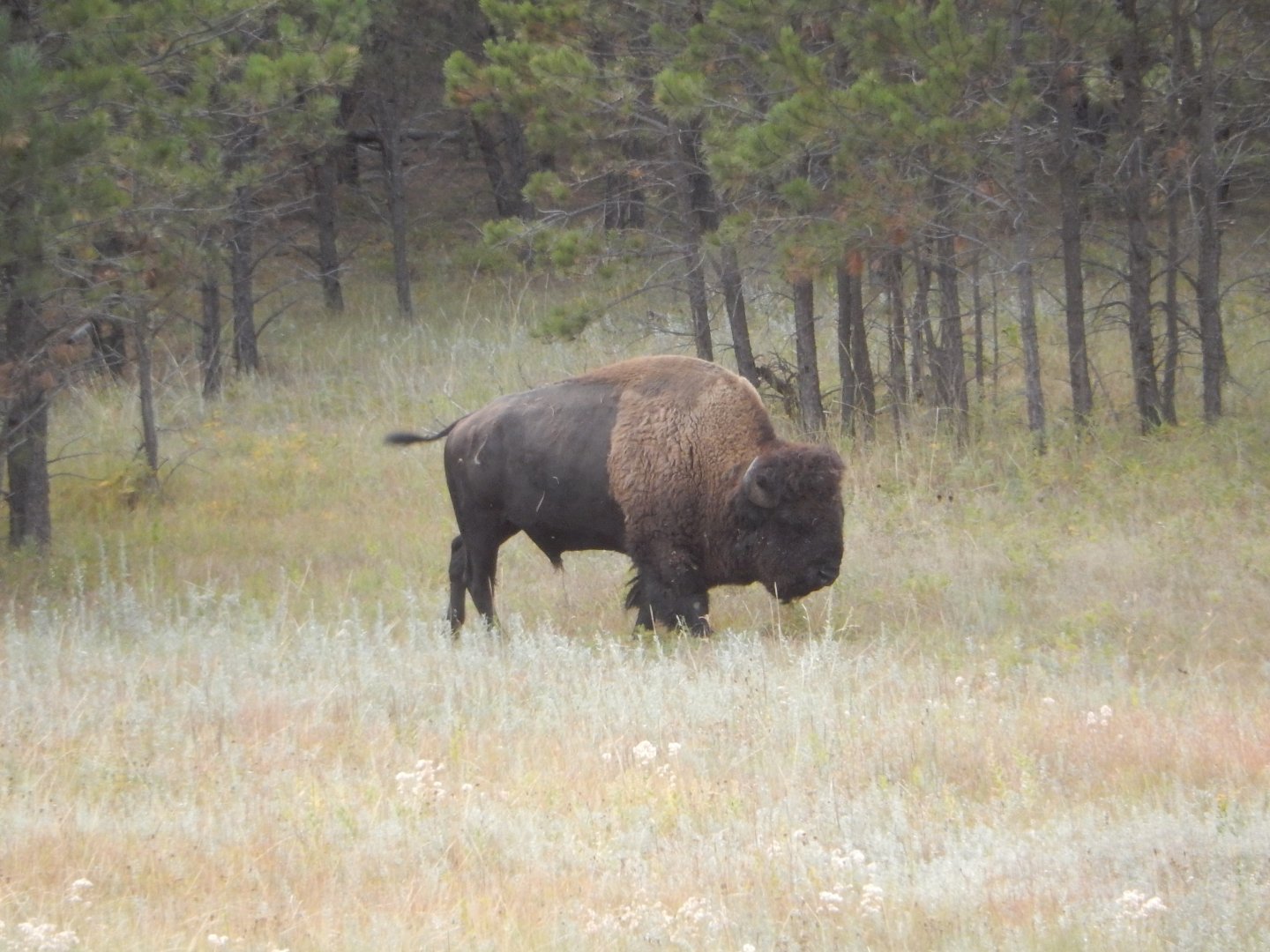 9/9/2021 - Lone Male Bison