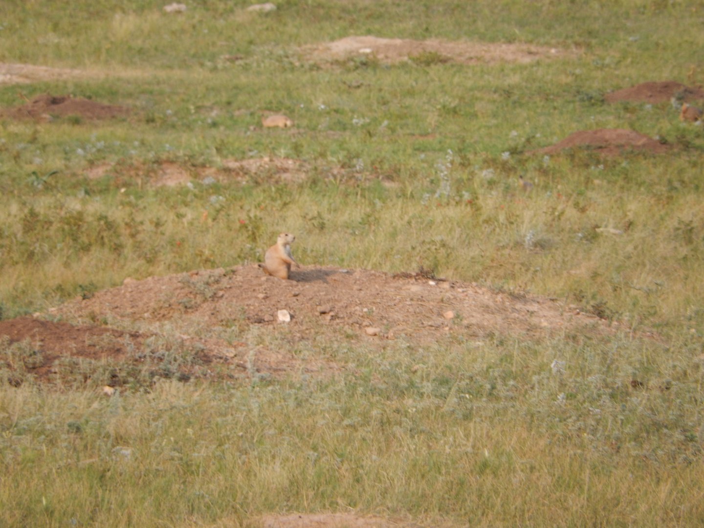 9/9/2021 - Prairie Dog Mound