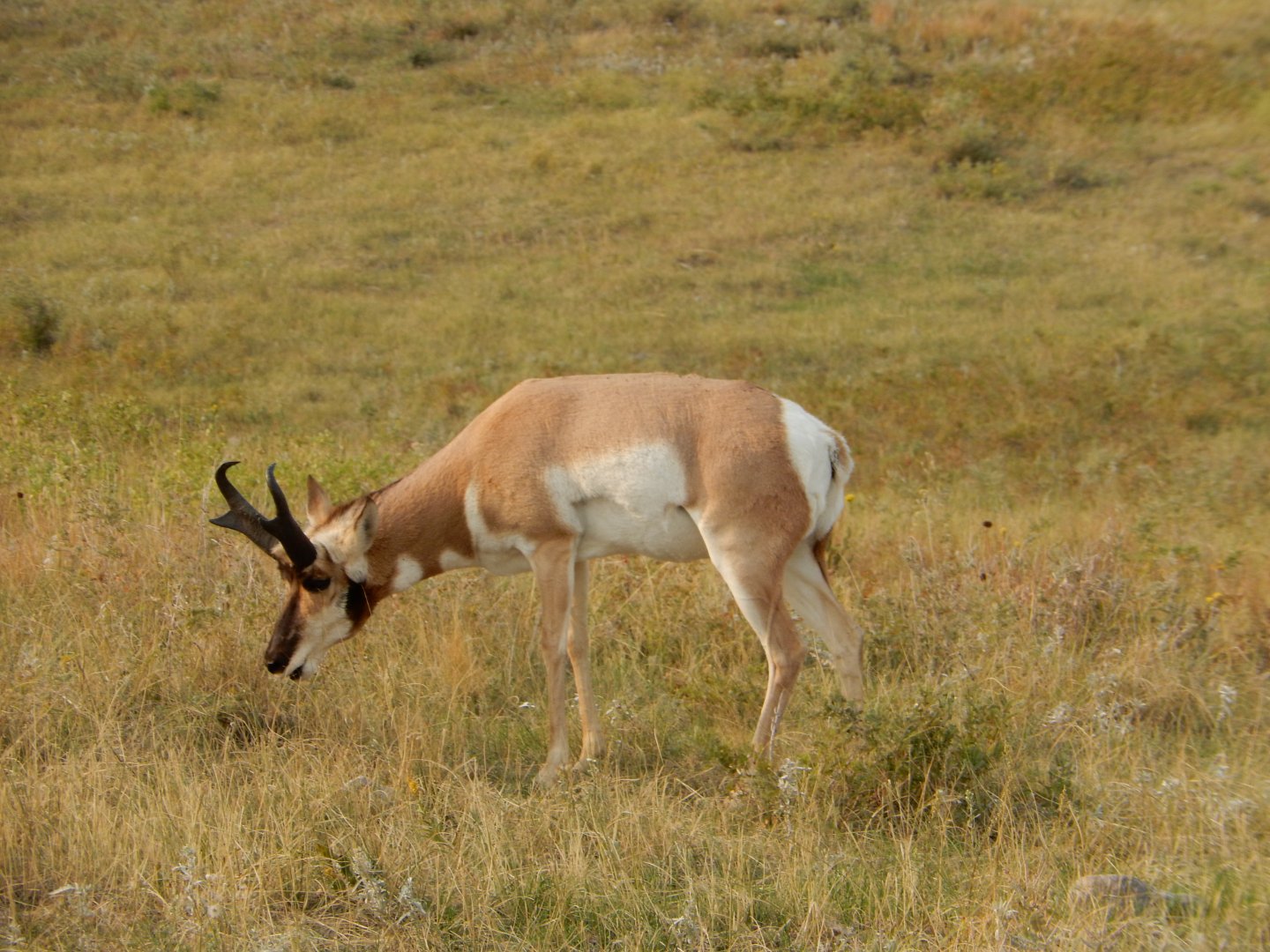 9/9/2021 - Pronghorn Grazing