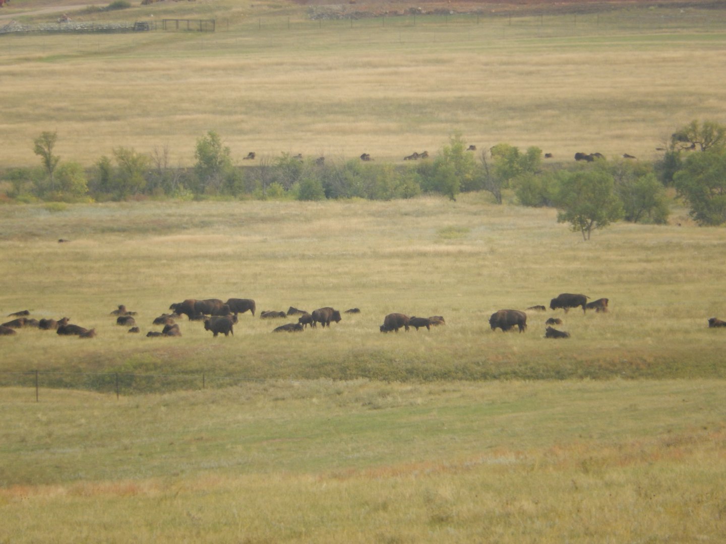 9/9/2021 - Rounded Up Bison Herd