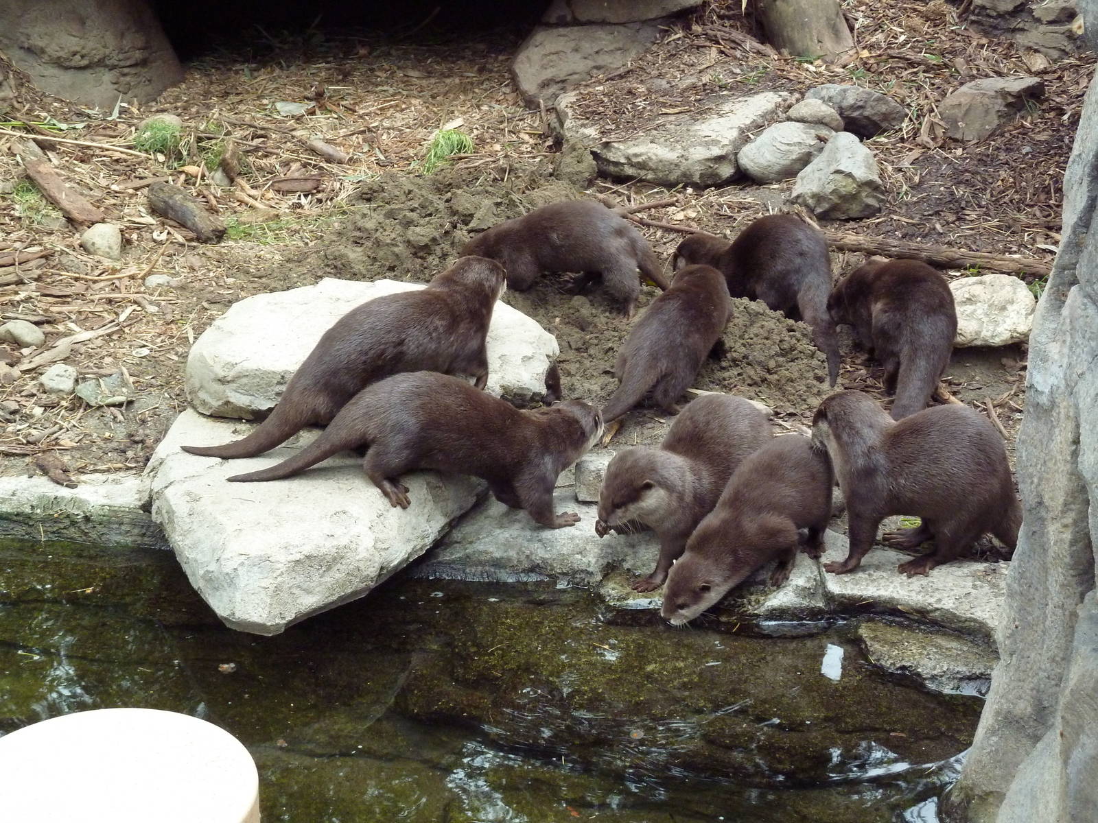 9 Asian Small-Clawed Otters!
