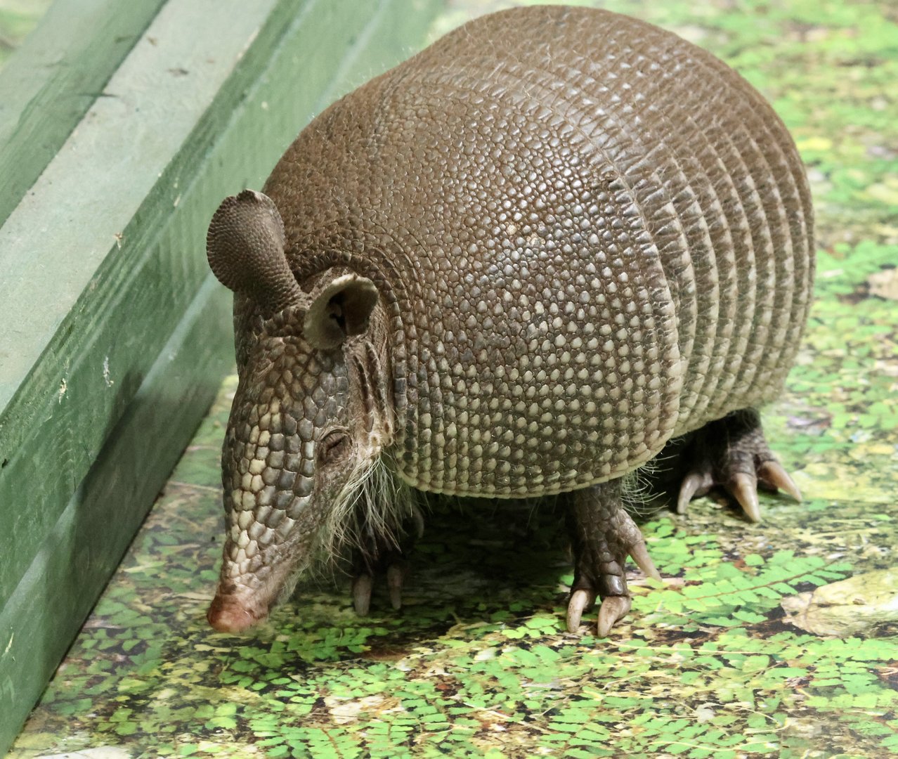 9 Banded Armadillo