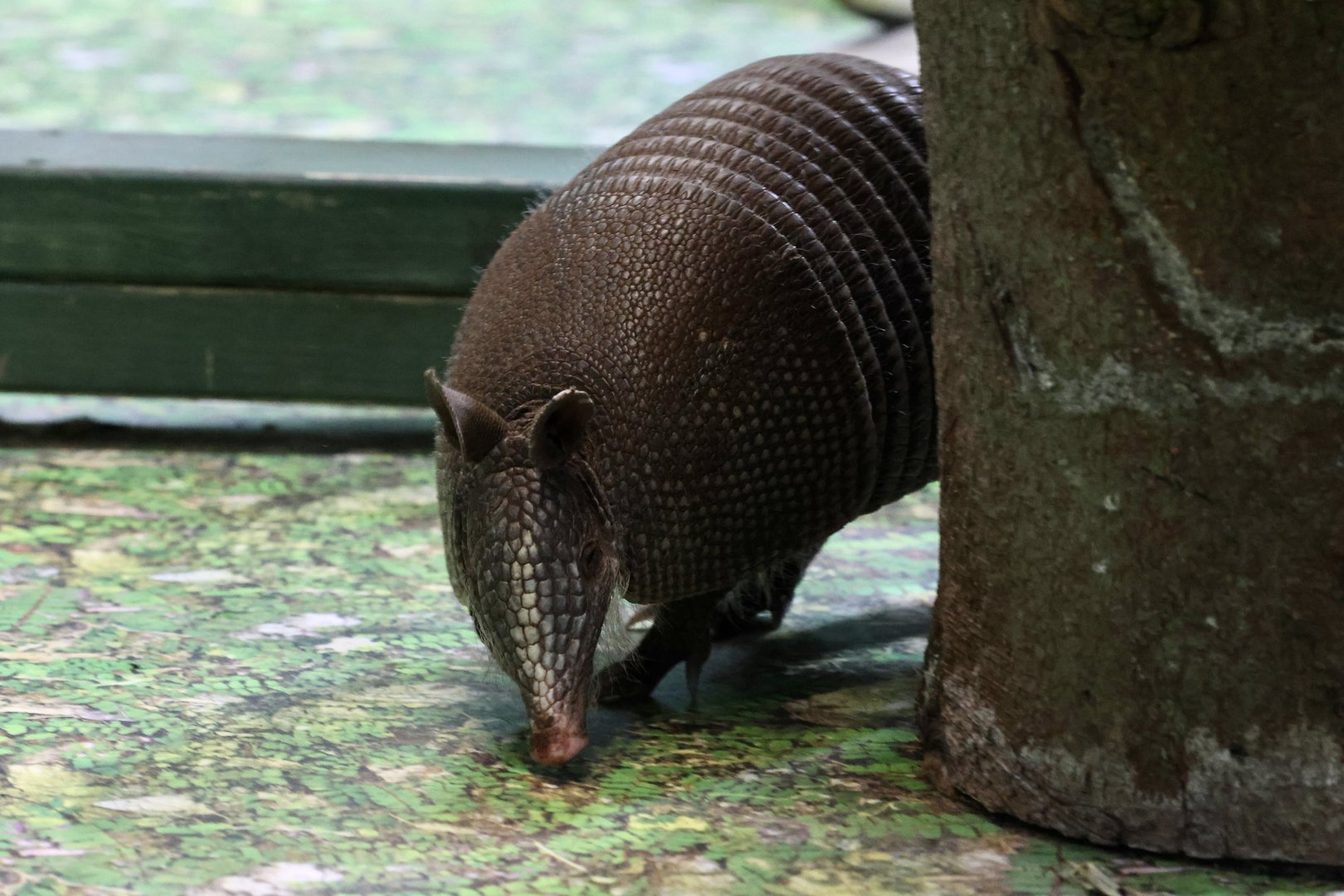 9 Banded Armadillo