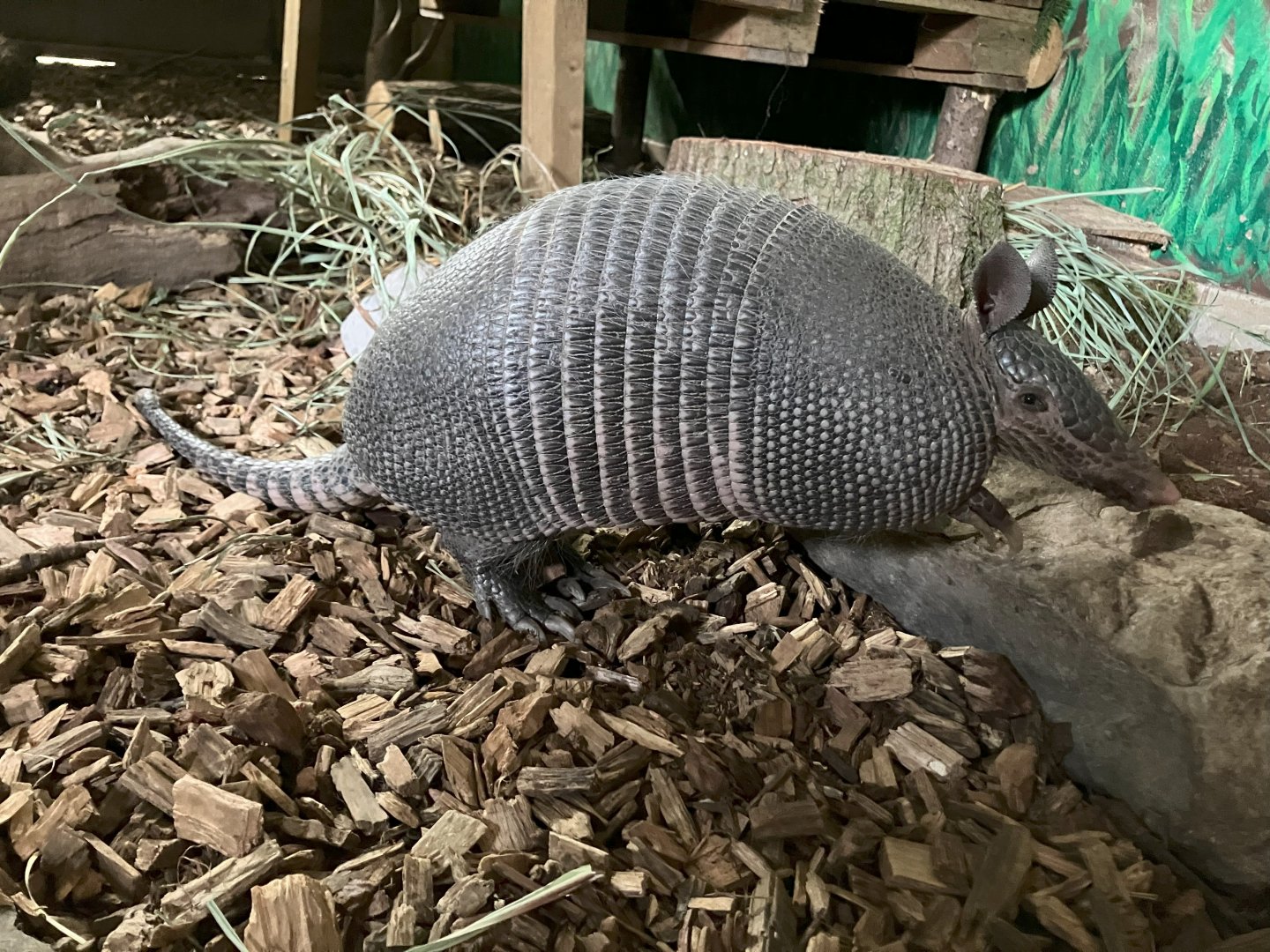 9 banded armadillo