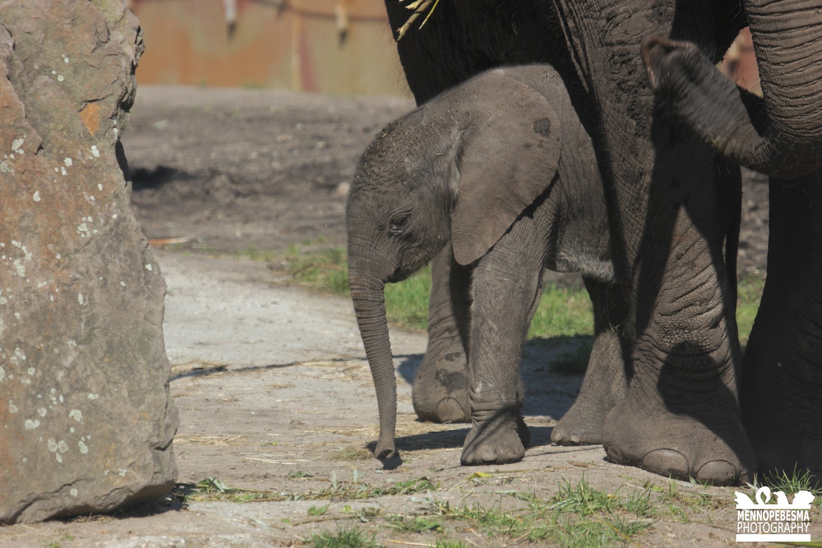 9-day-old african elephant Bumi