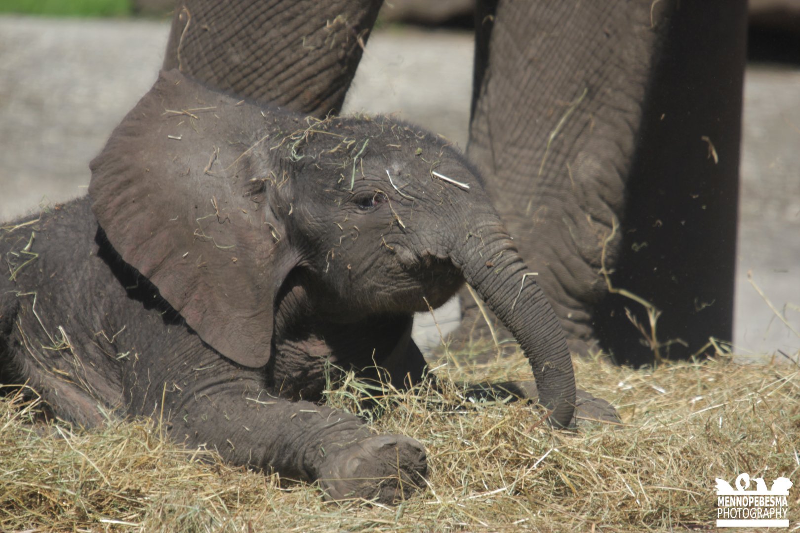 9-day-old african elephant Bumi
