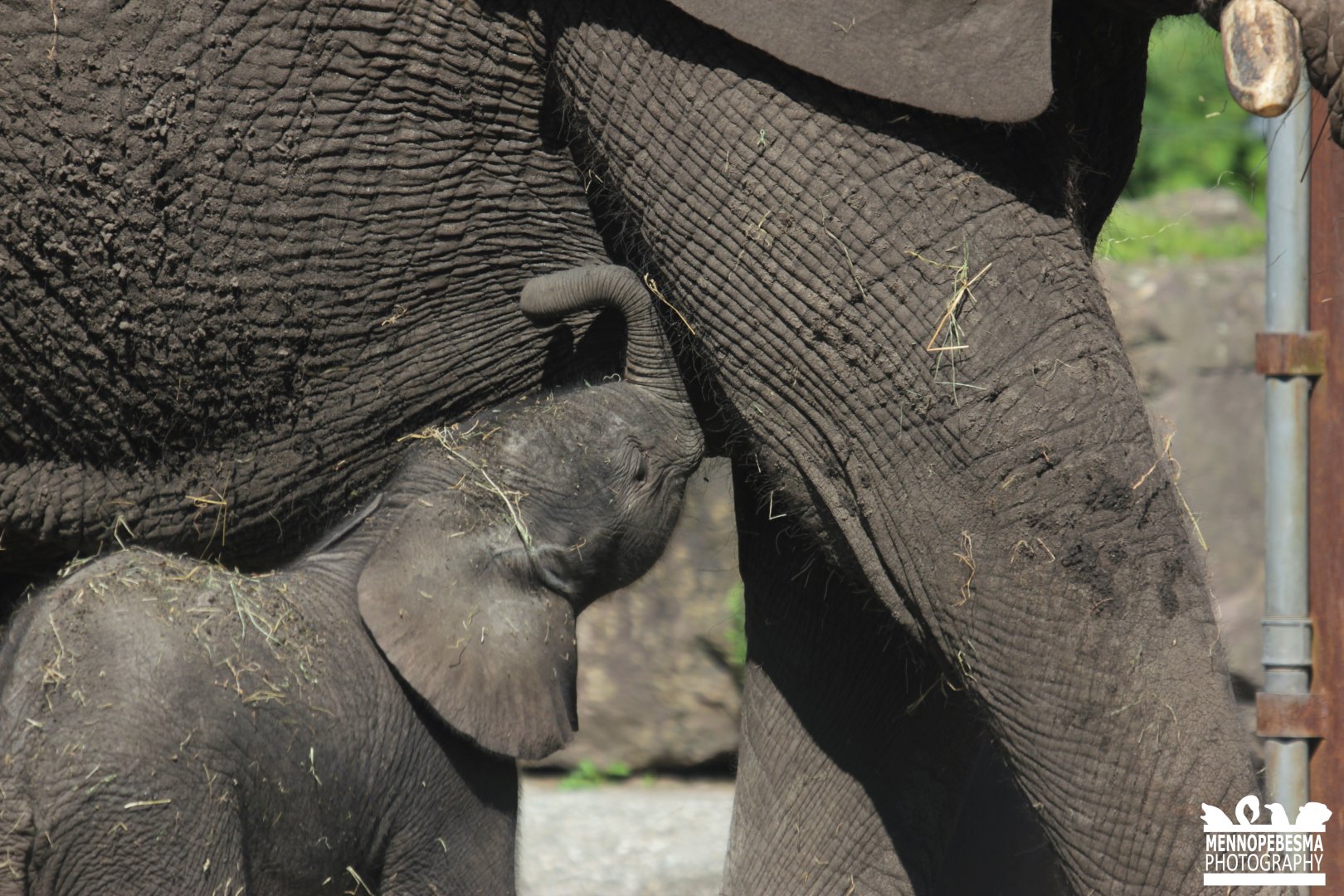 9-day-old african elephant Bumi