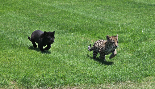 9 week jaguar cubs - females