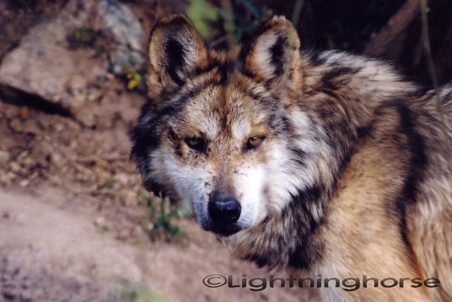 9165486 Mex Gray Wolf 1