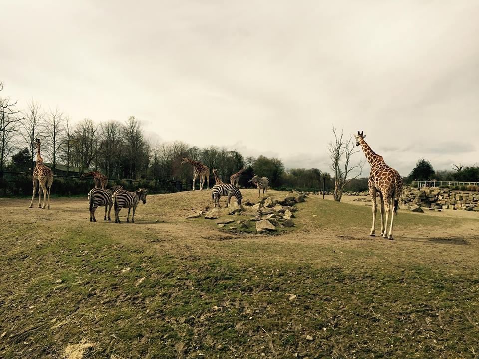 944917_10209377265410211_5690051009983434561_n