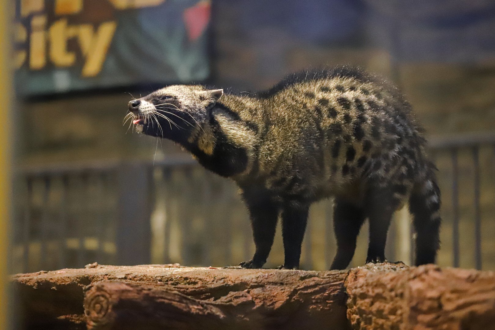 99 Wonderland Park - African civet