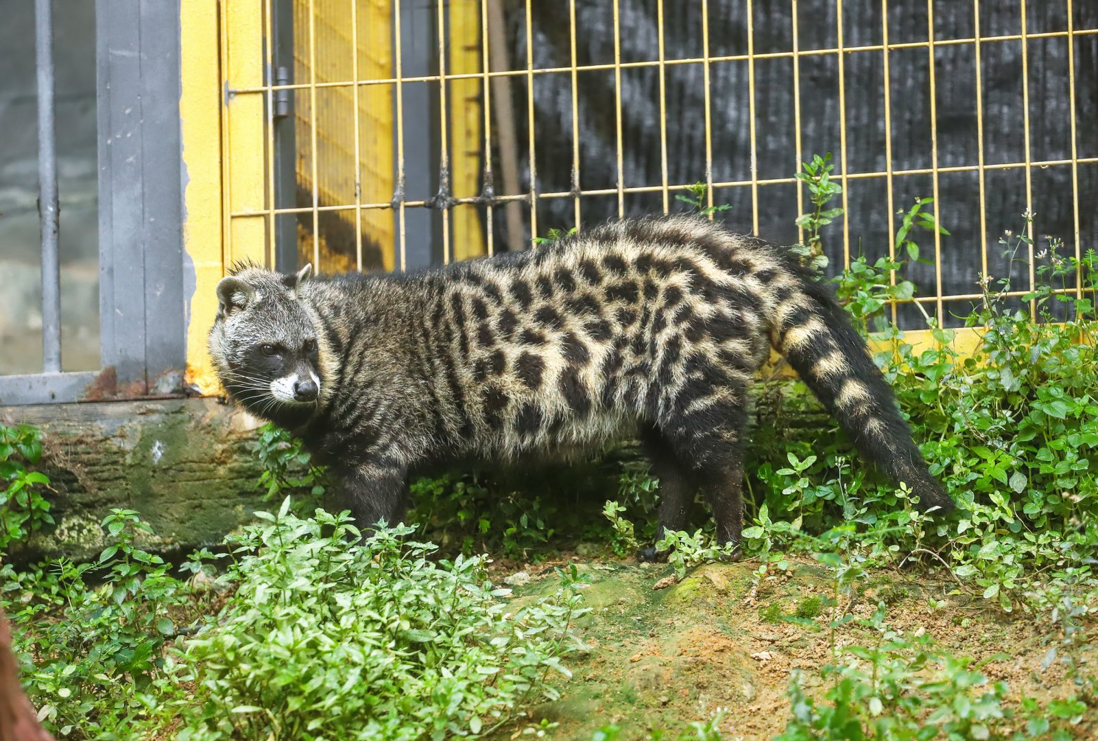 99 Wonderland Park - African civet