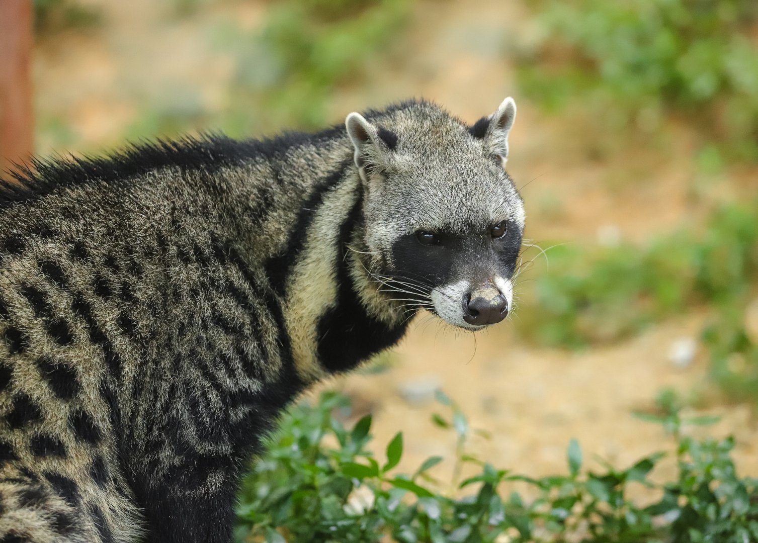 99 Wonderland Park - African civet