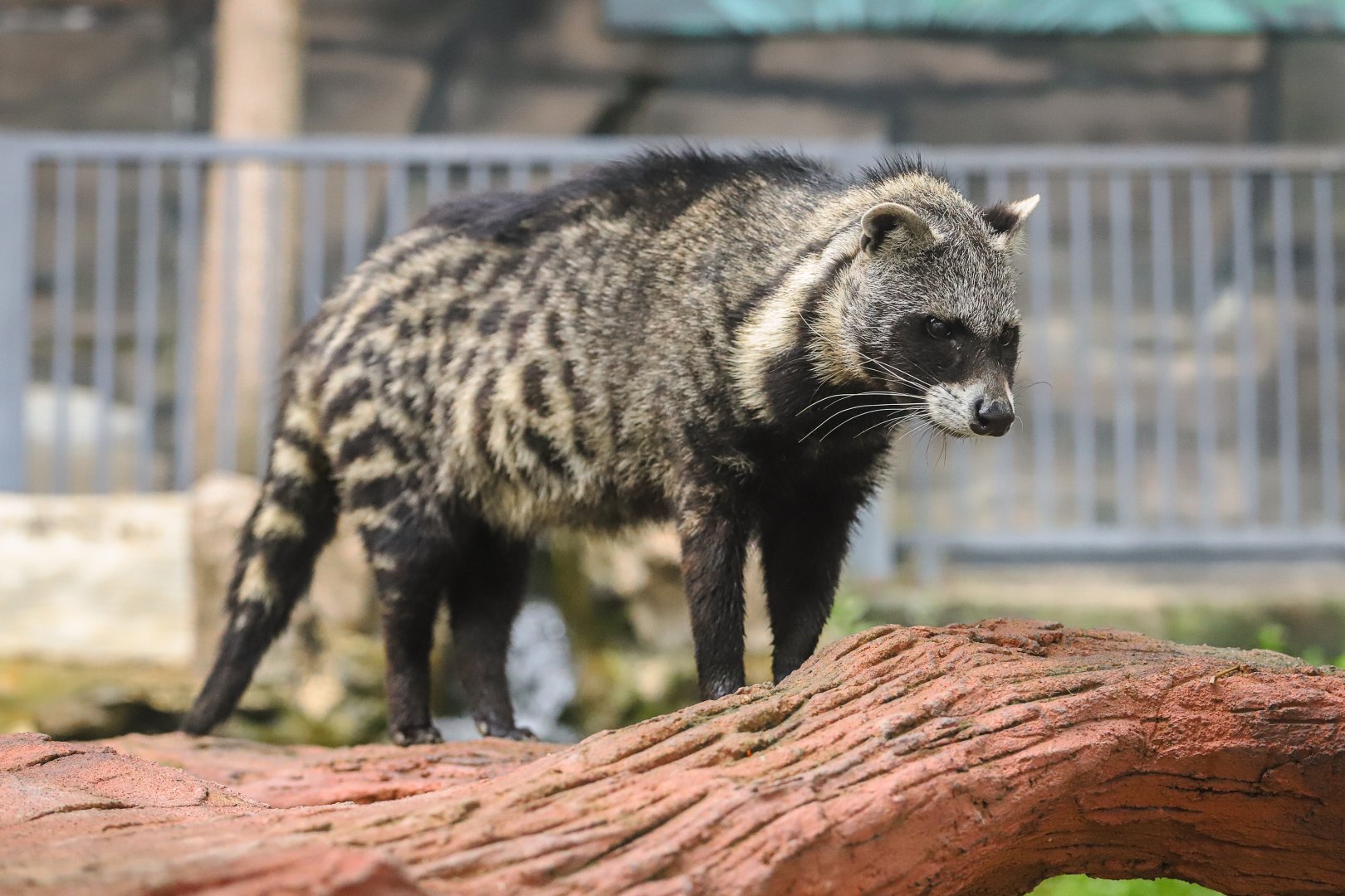 99 Wonderland Park - African civet