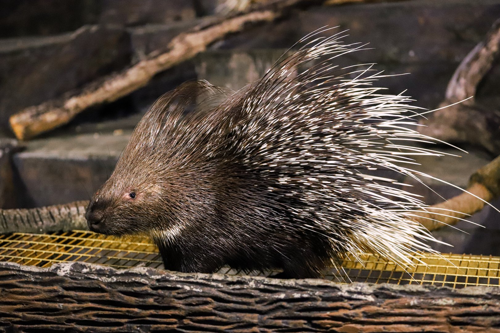 99 Wonderland Park - Crested porcupine