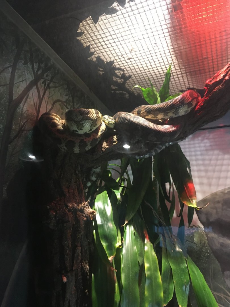 _____ | Brookfield Zoo