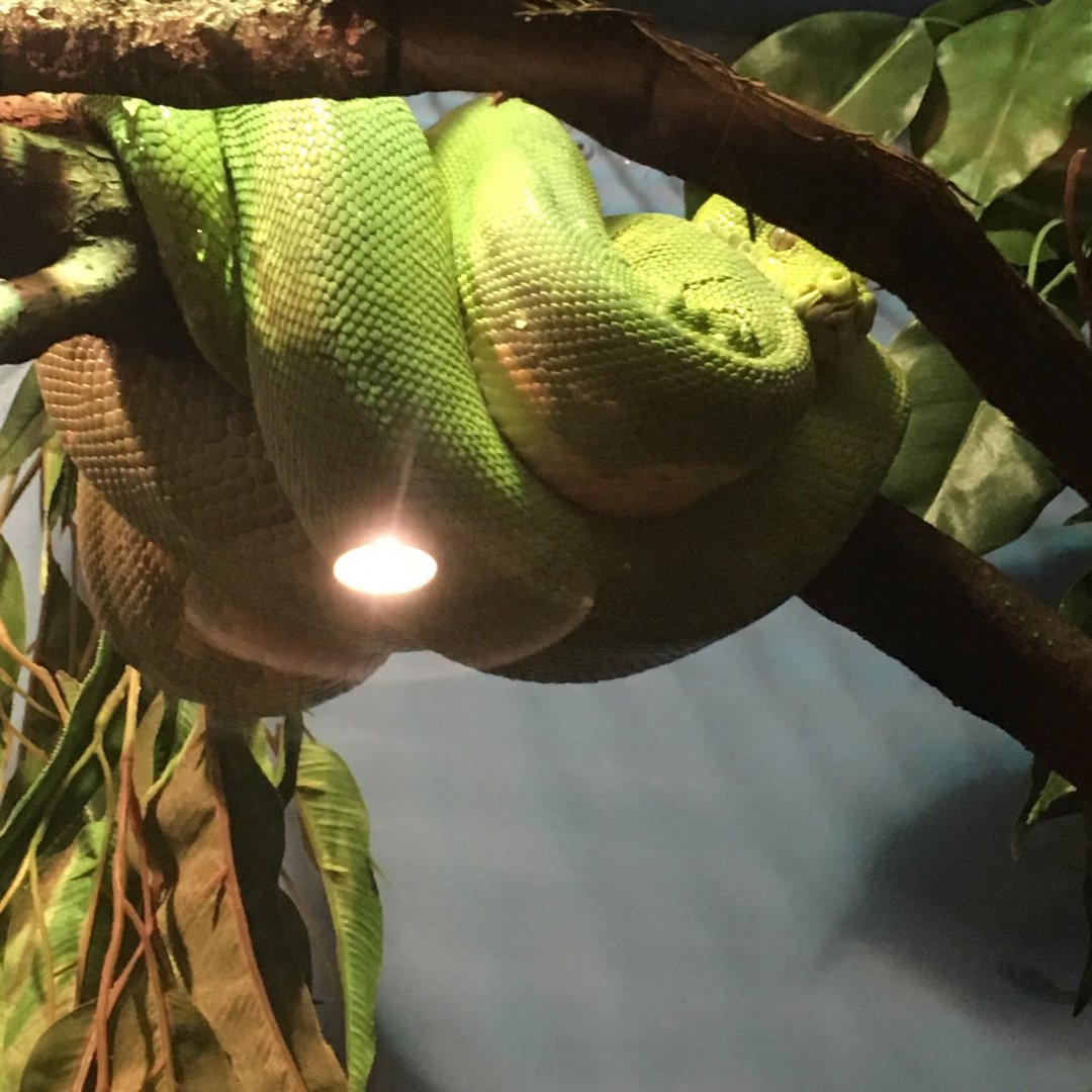 ______ | Brookfield Zoo