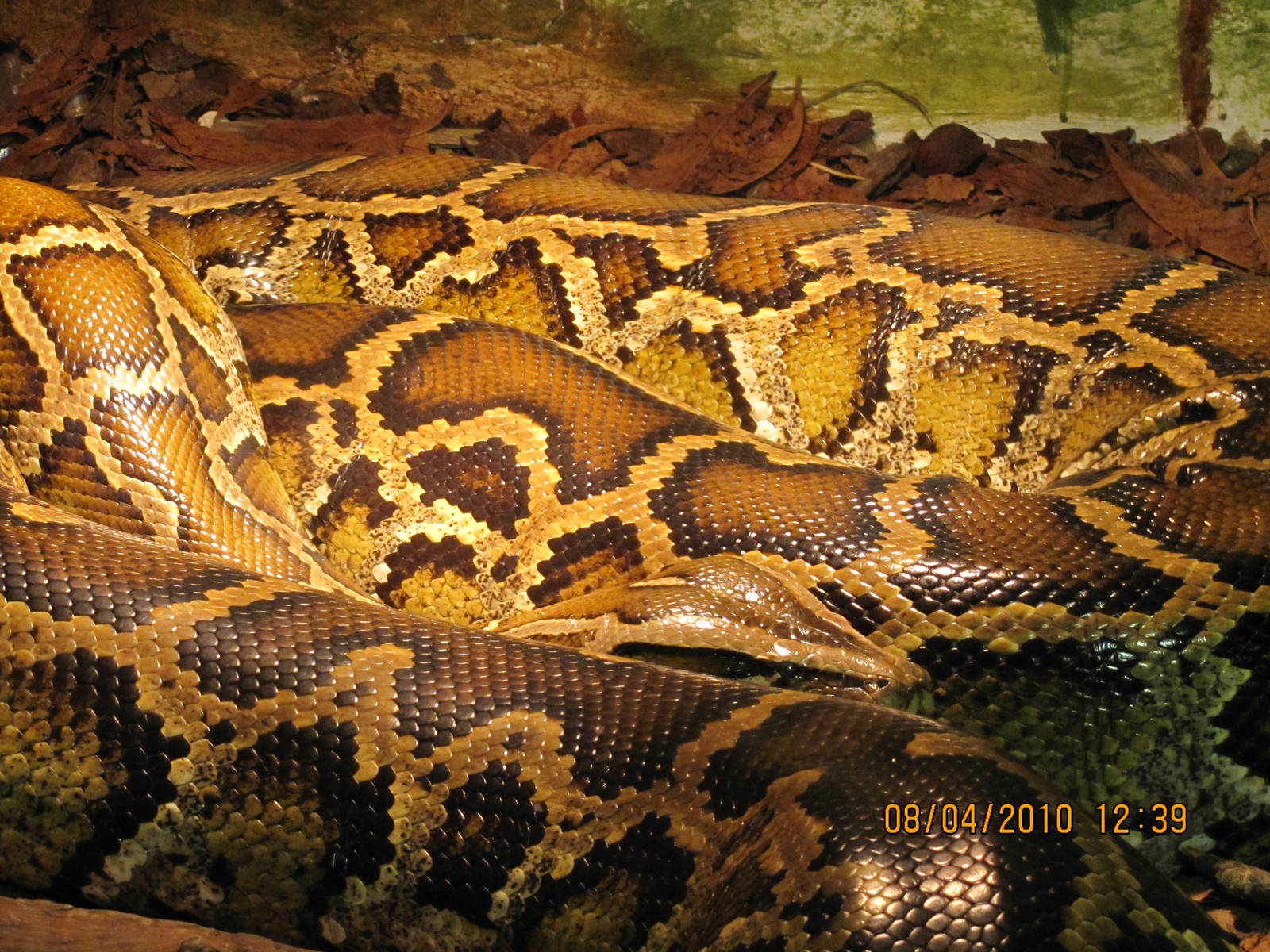 a 5-6 m long tigerpython its the biggest in DK i think