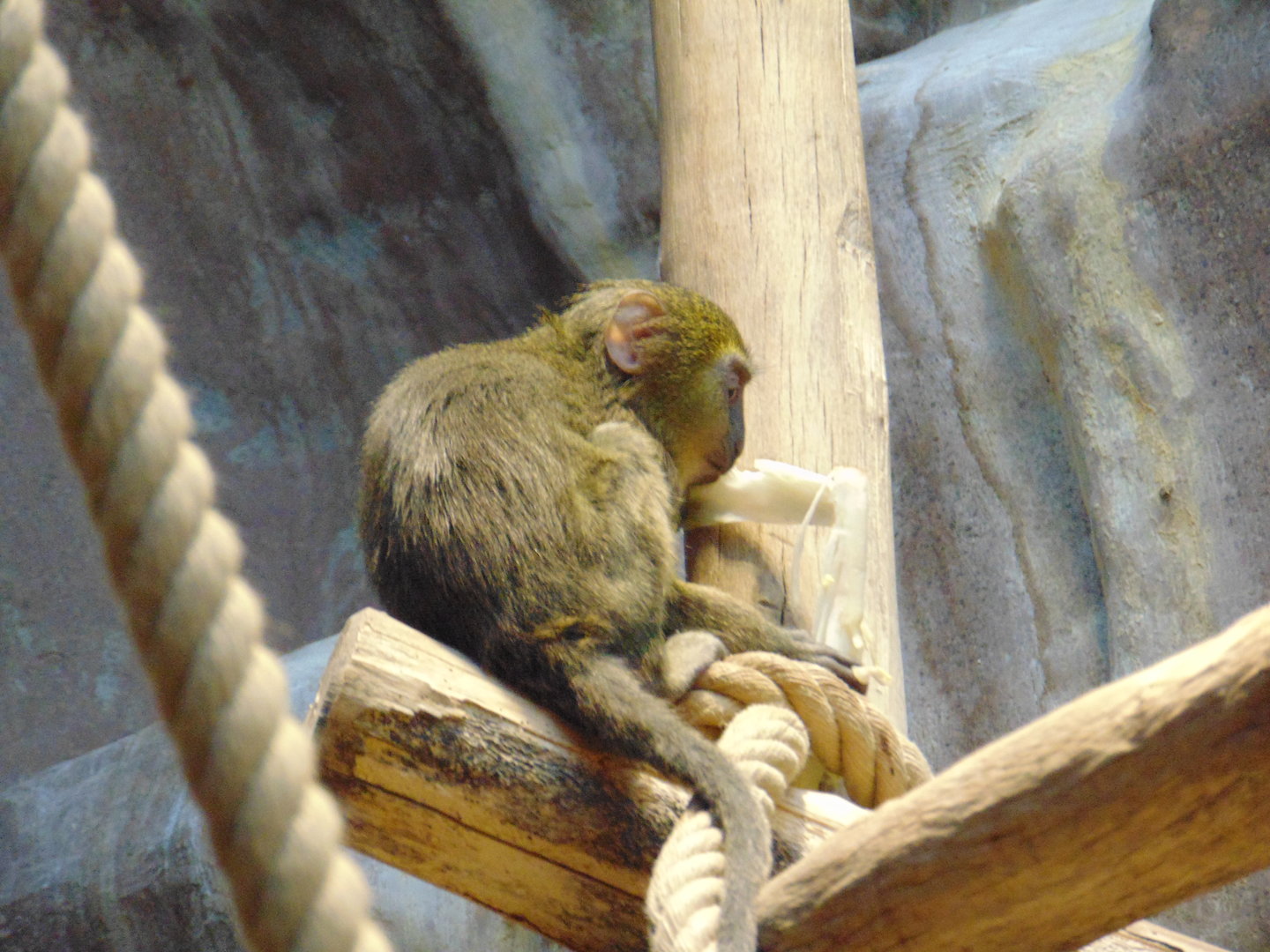 A Baby Hamlyn's Owl-faced Monkey