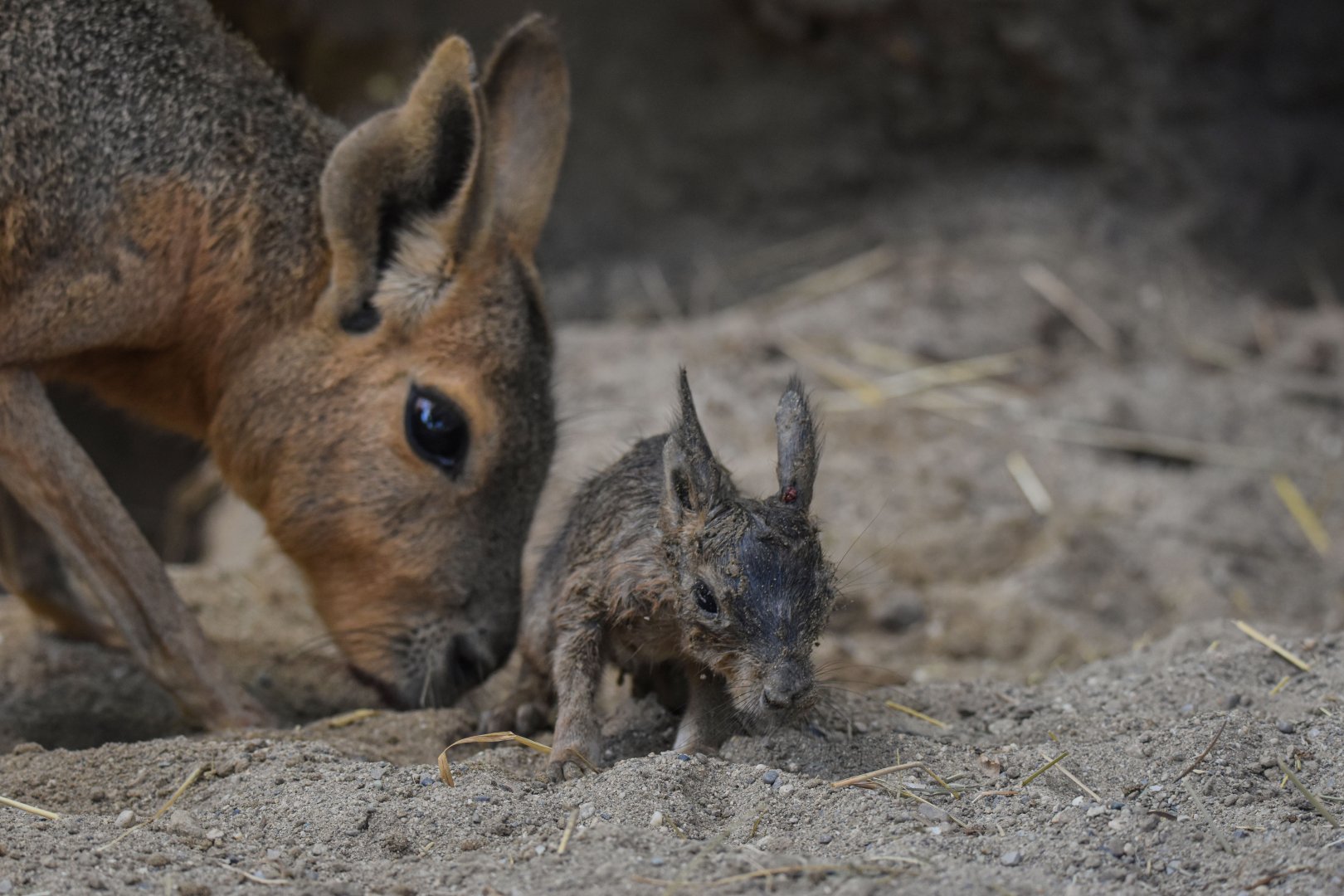 A baby Patagonian mara (Dolichotis patagonum) that was born before my eyes - Bioparc de Genève