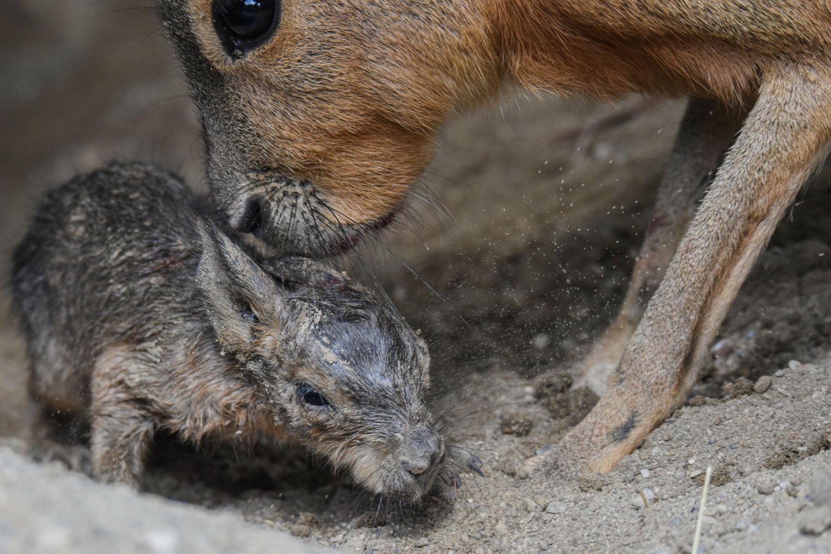 A baby Patagonian mara (Dolichotis patagonum) that was born before my eyes - Bioparc de Genève