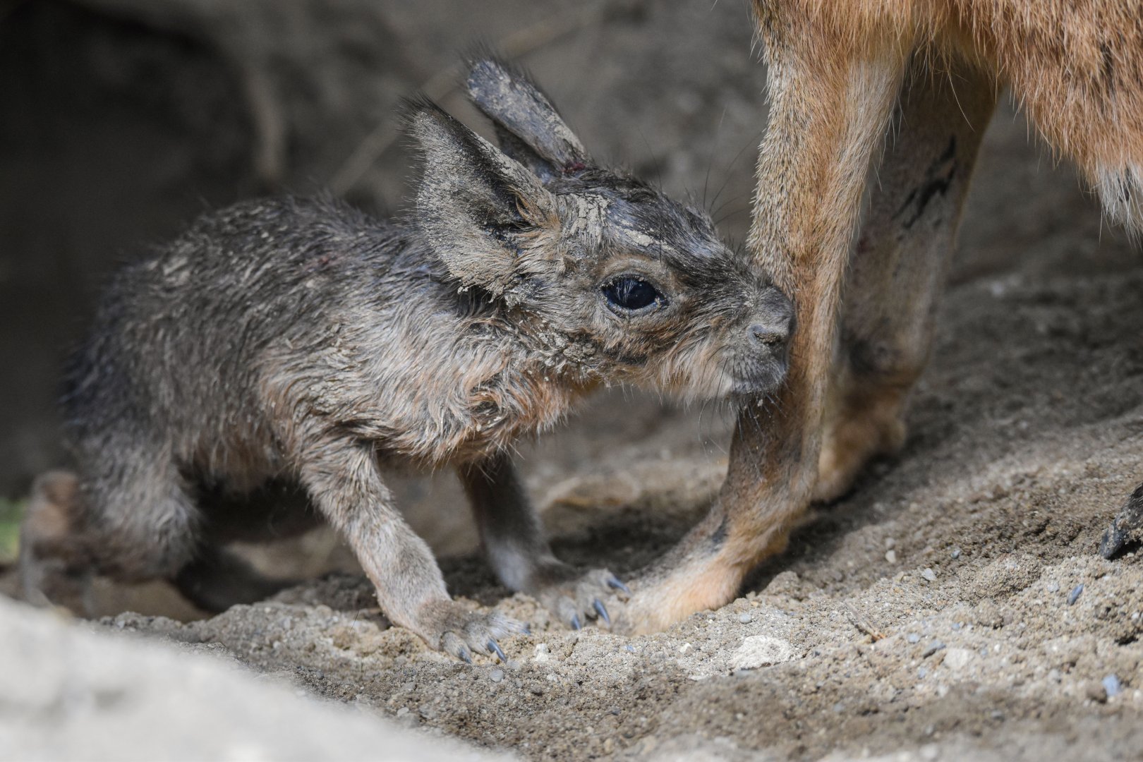 A baby Patagonian mara (Dolichotis patagonum) that was born before my eyes - Bioparc de Genève