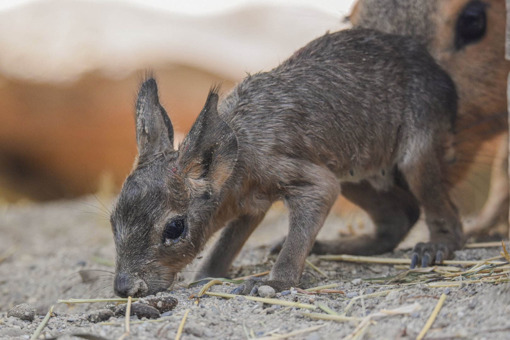 A baby Patagonian mara (Dolichotis patagonum) that was born before my eyes - Bioparc de Genève