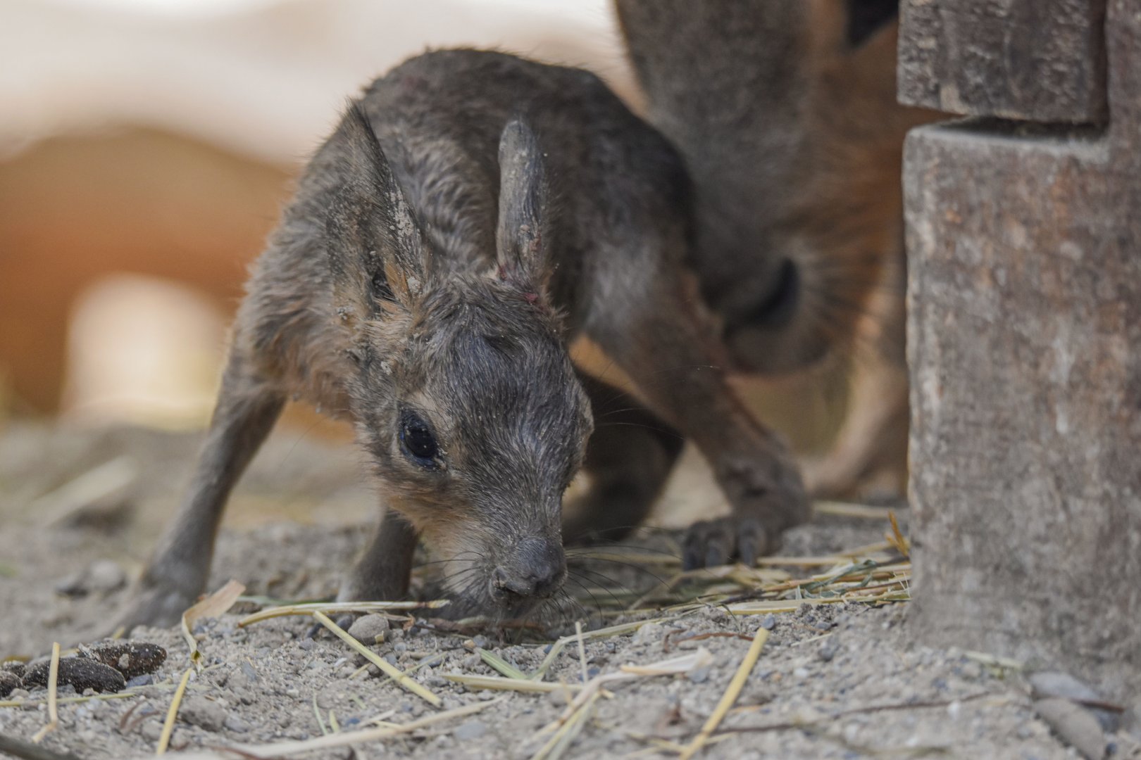 A baby Patagonian mara (Dolichotis patagonum) that was born before my eyes - Bioparc de Genève