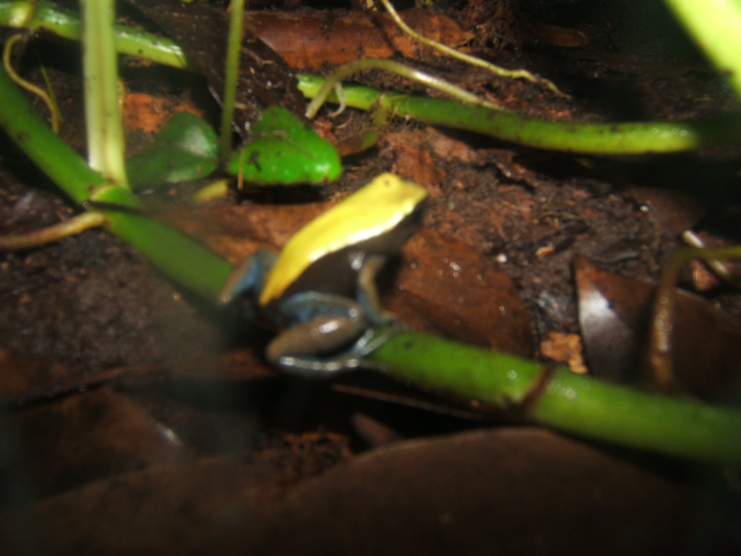 A bad picture of a Blue-legged Mantella 30/07/2017