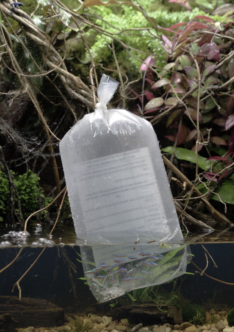 A bagful of cardinals