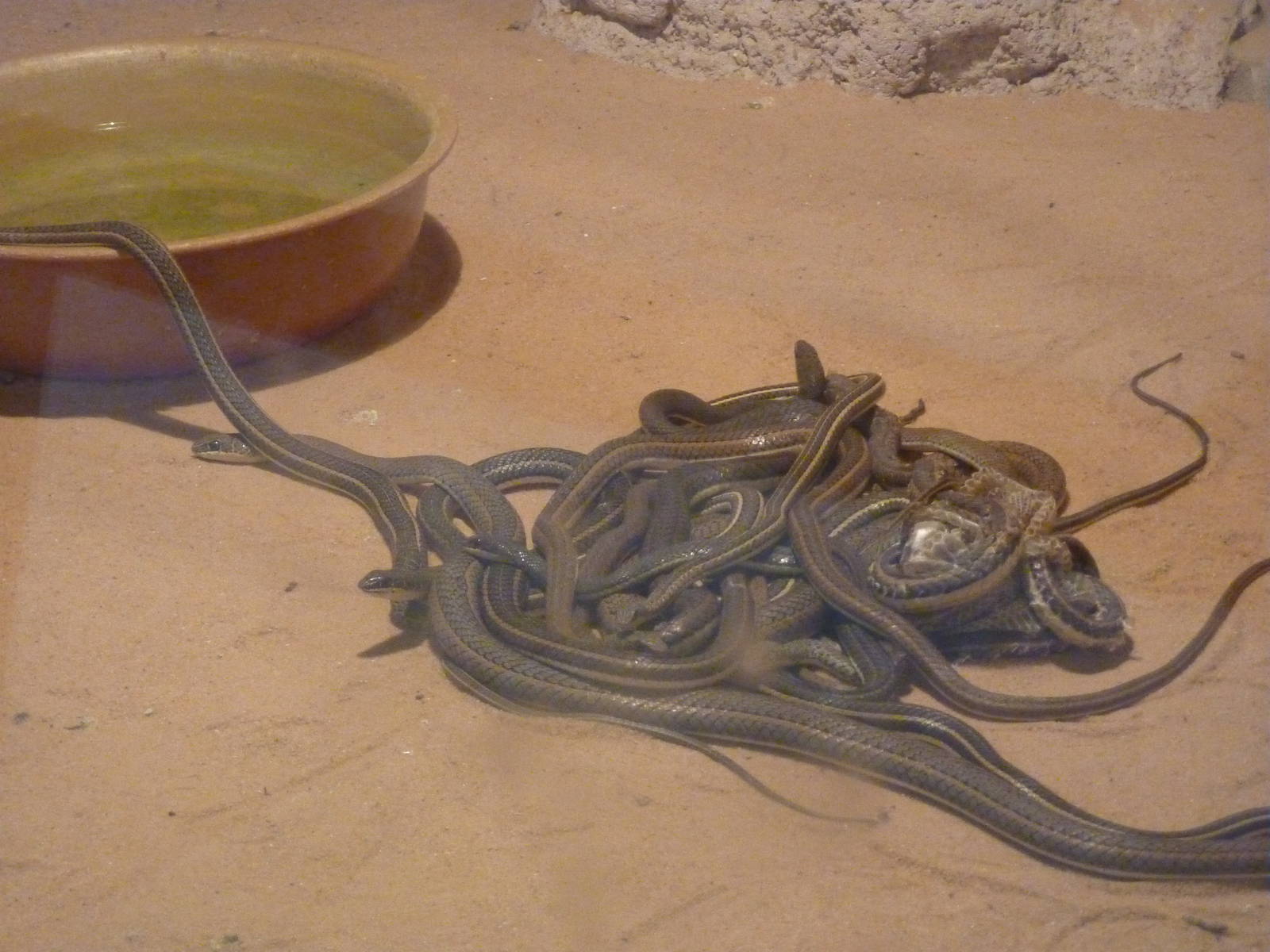 A ball of Psammophis