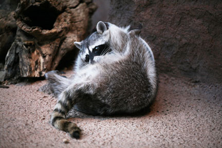 a ball of racoon