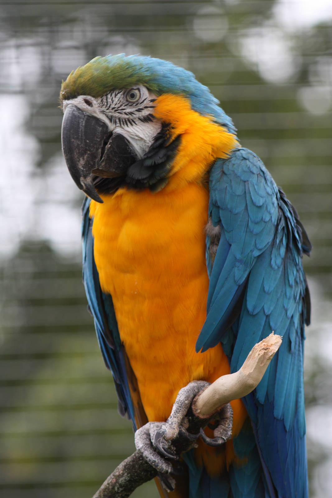 A Bank Holiday portrait of Monty, 25th August 2014