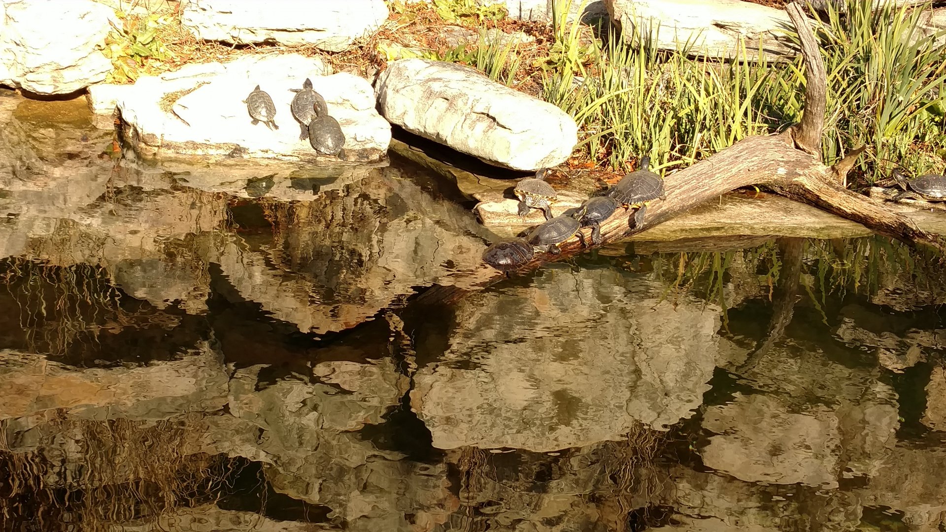 A bank of Turtles in the Lemur Exhibit