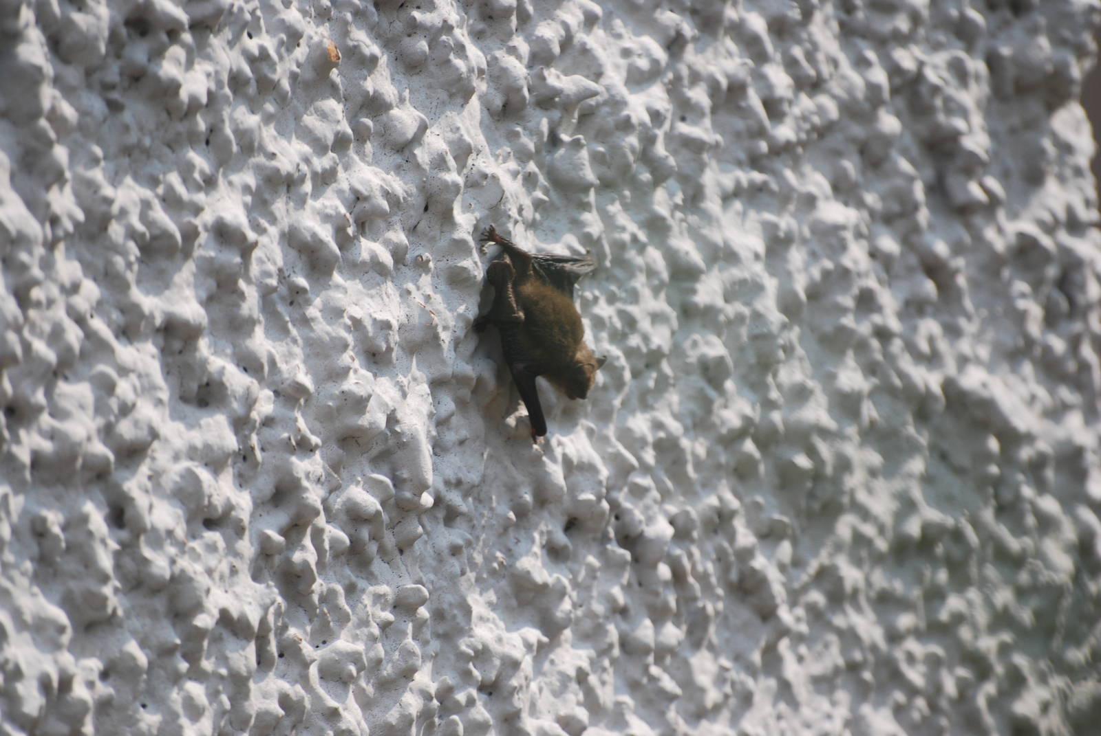 A bat in daylight