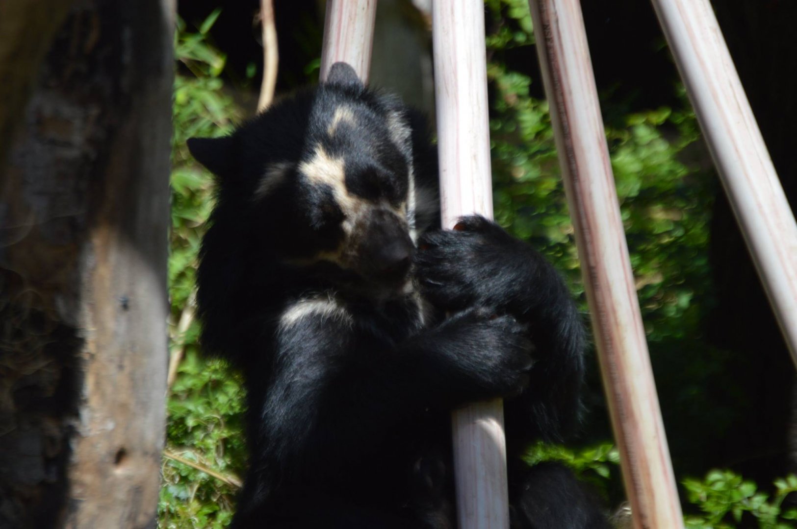 A bear hug (Tremarctos ornatus)