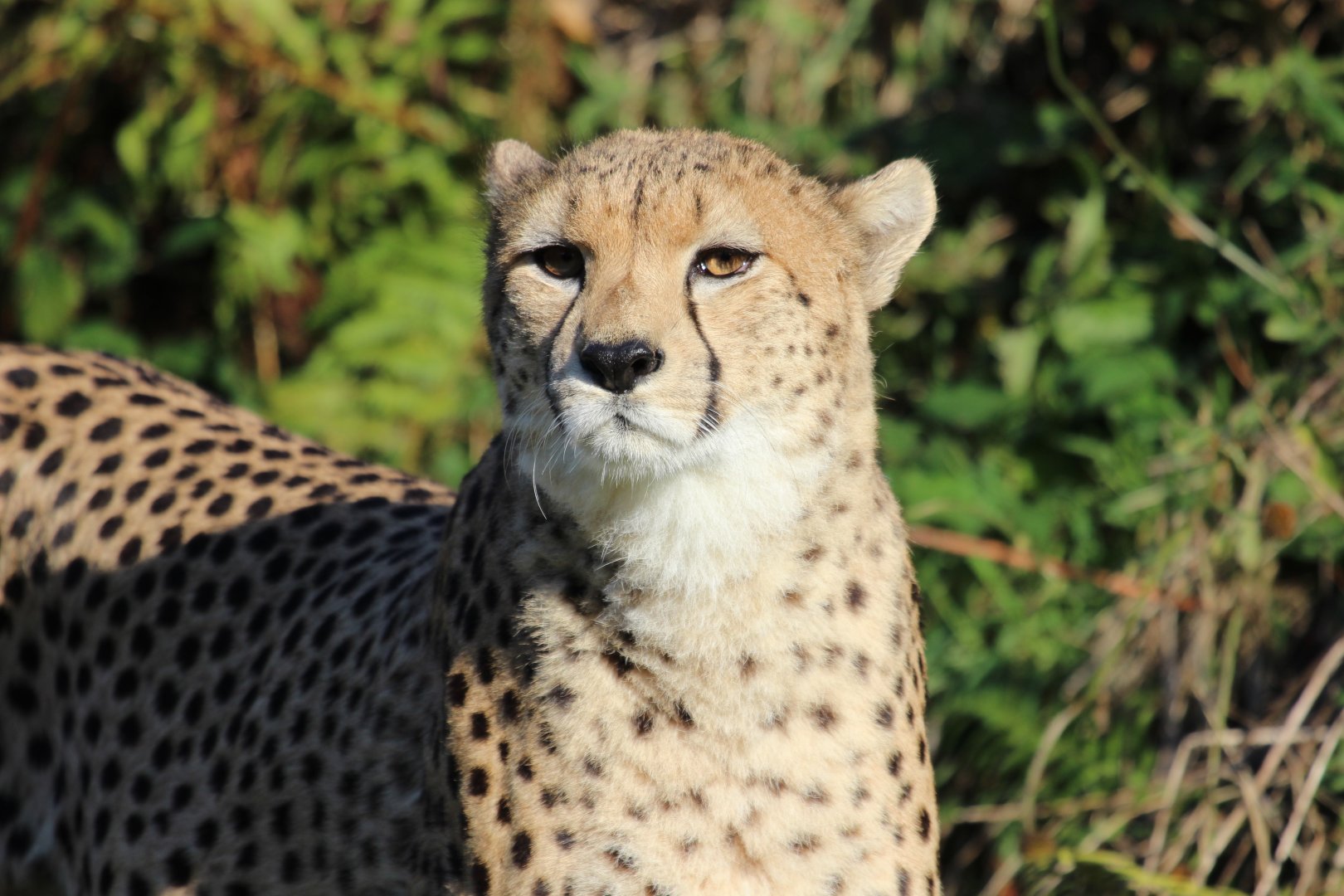 A beautiful Cat which shares the same name as my ex .......... A Cheetah