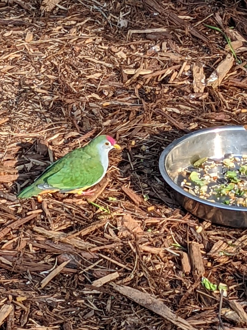 A Beautiful Fruit-Dove