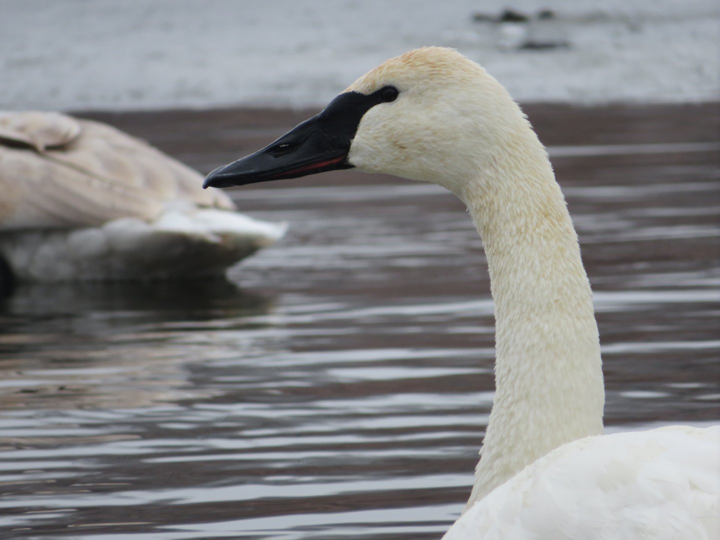 A better look at the Swan
