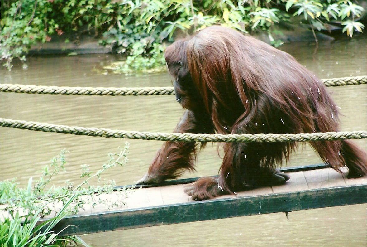 A big hairy monkey crossing a bridge 14th September 2012
