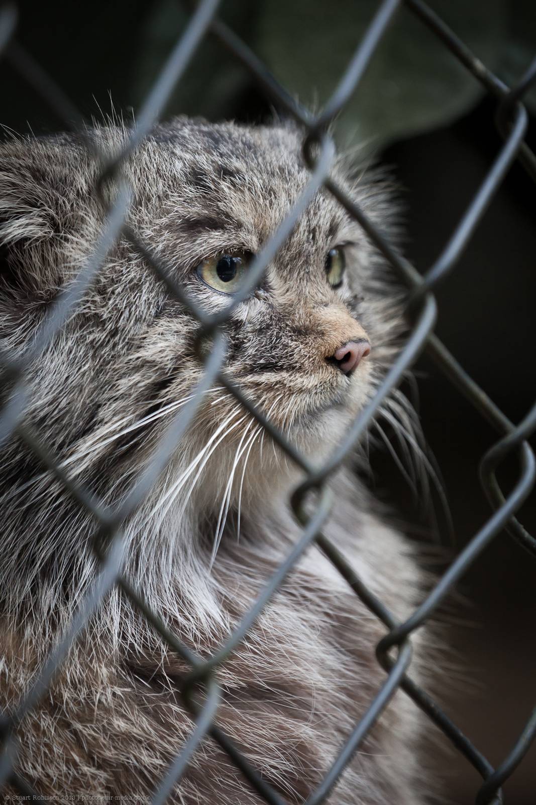 A Big World Out There... Pallass Cat - 24/02/2013