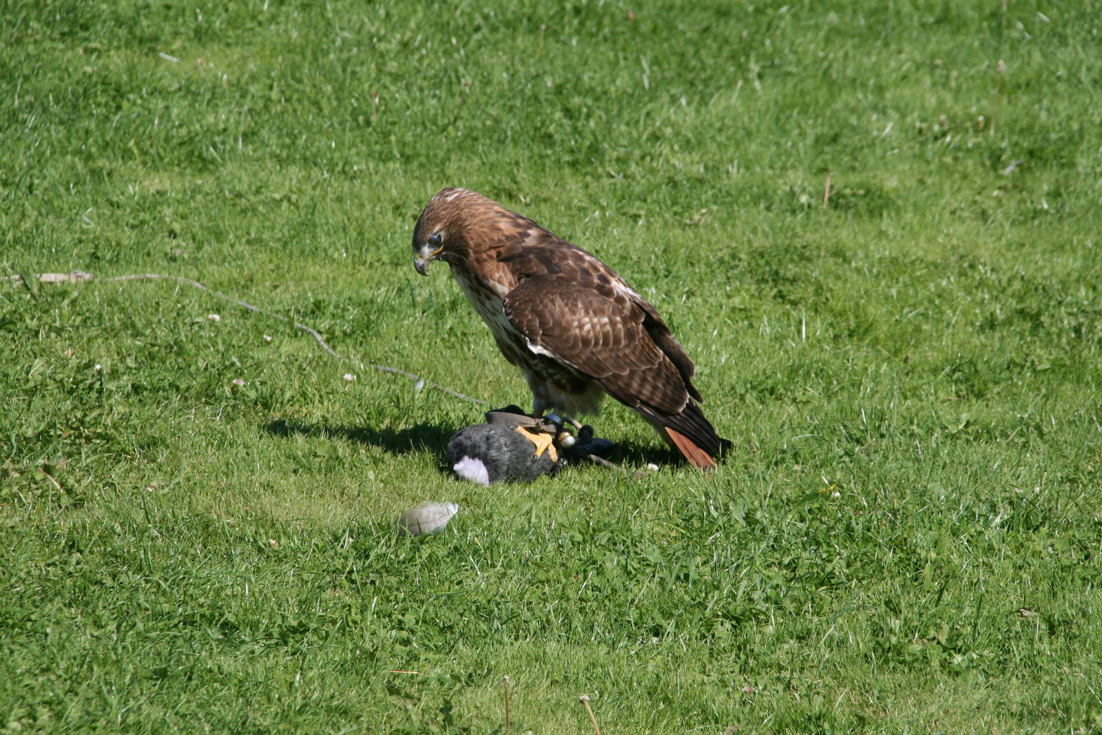 a bird of prey on its lure