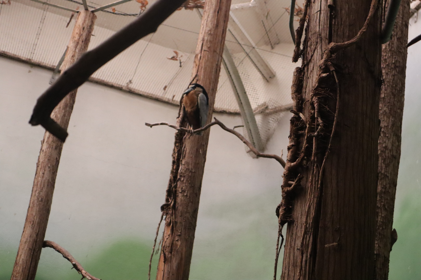 A Bird’s World - Boat-billed Heron