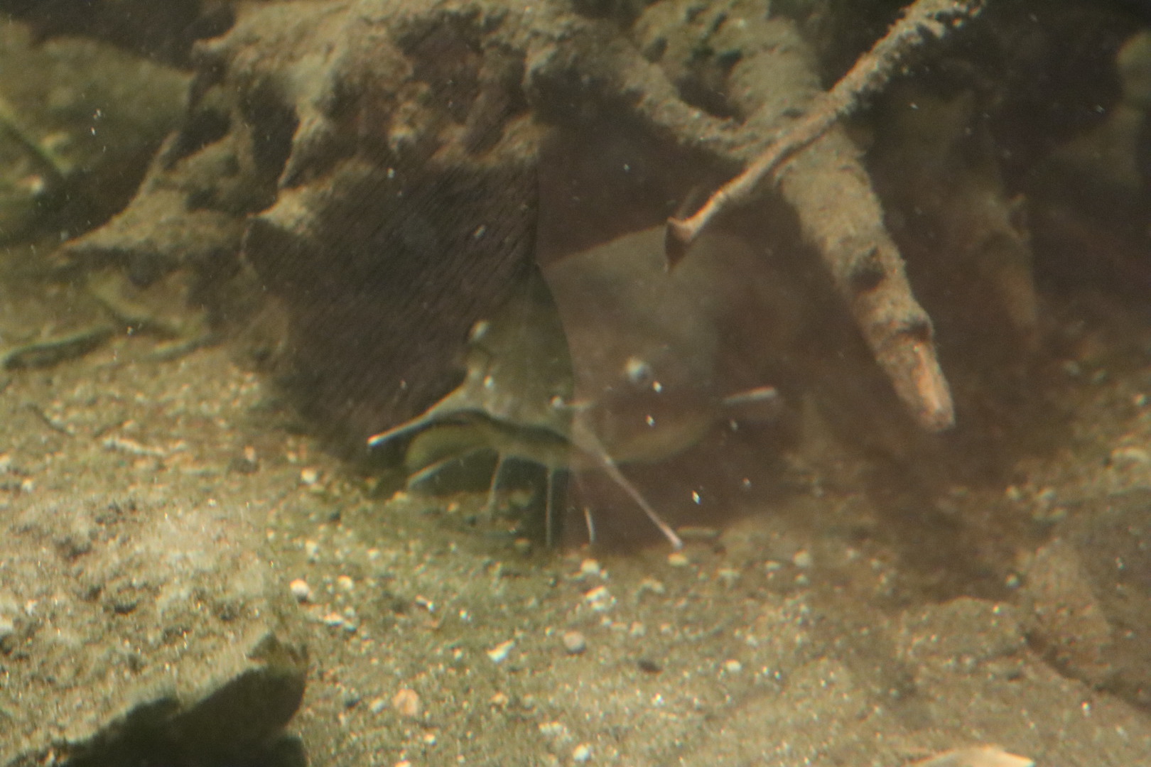 A Bird’s World - Brown Bullhead