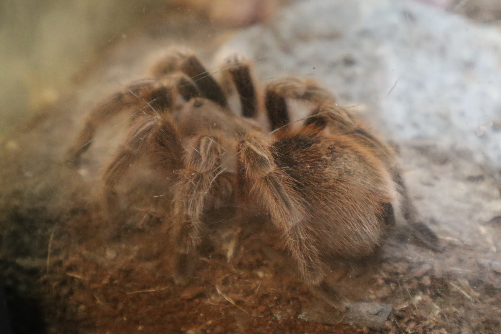 A Bird’s World - Chilean Rose-Hair Tarantula